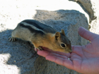 Chipmunk in the Hand