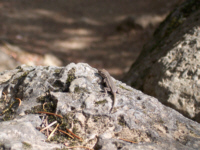 Baby Lizard on Rock
