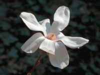 Magnolia Blossom